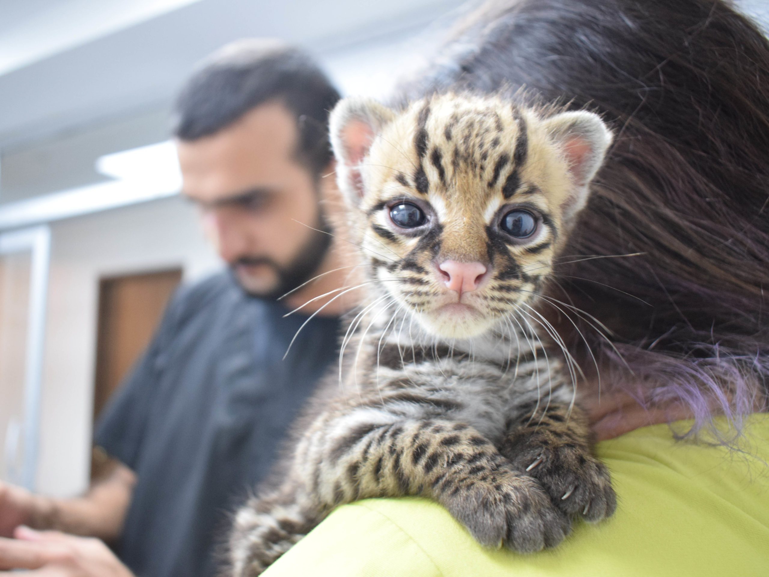 Sacha the ocelot, the first wild animal Eliana Molineros treated and the one who inspired the Sacha Project. He was less than 15 days old and one of the thousands of animal victims of trafficking or illicit commercialization each year