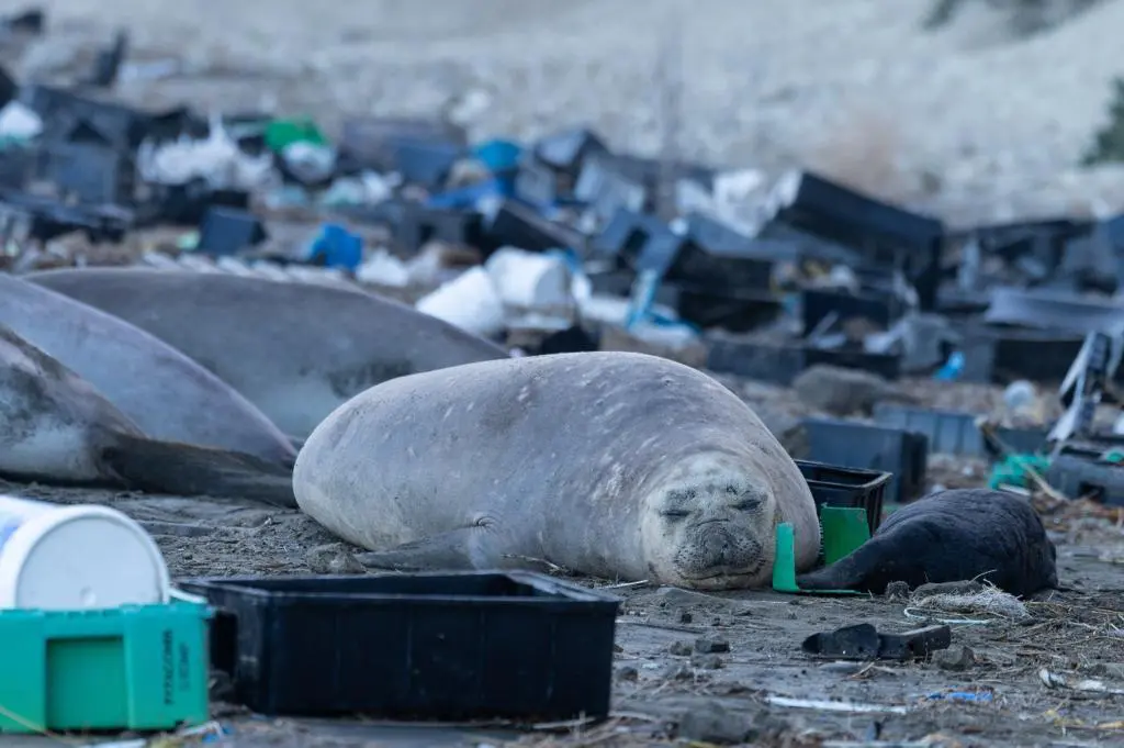 Animals live amongst the waste that litters the beaches of the Valdes Peninsula in Patagonia