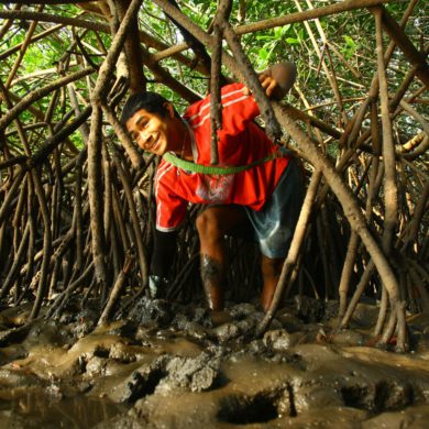 Curileros work hard to collect shells from mangroves