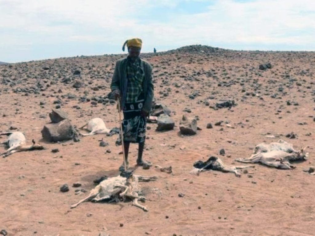 Drought striking hard Kenya's ASAL areas.