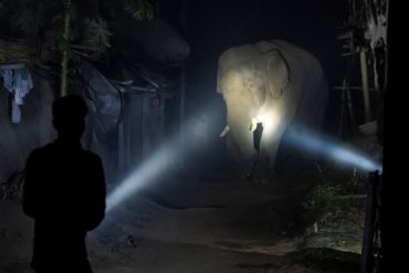 A wild elephant in West Bengal enters a village as residents try to deter the animal