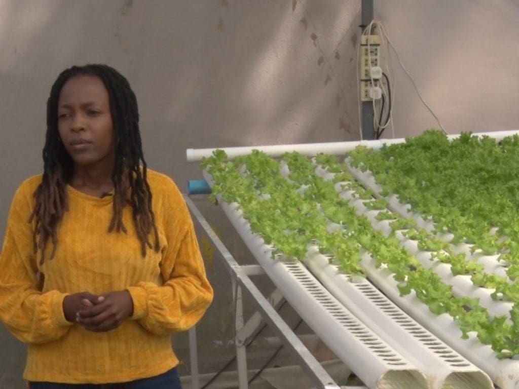 Tinodaishe Mukarati in her greenhouse