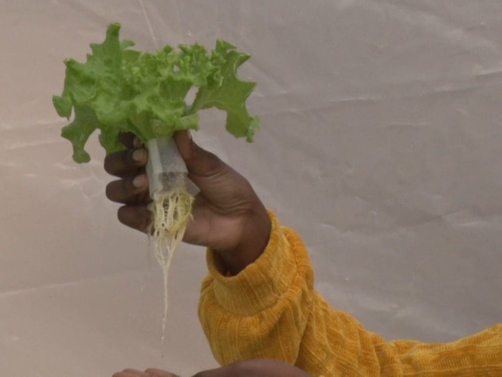 Tinodaishe Mukarati sostiene una hidro planta que cultivó en su granja